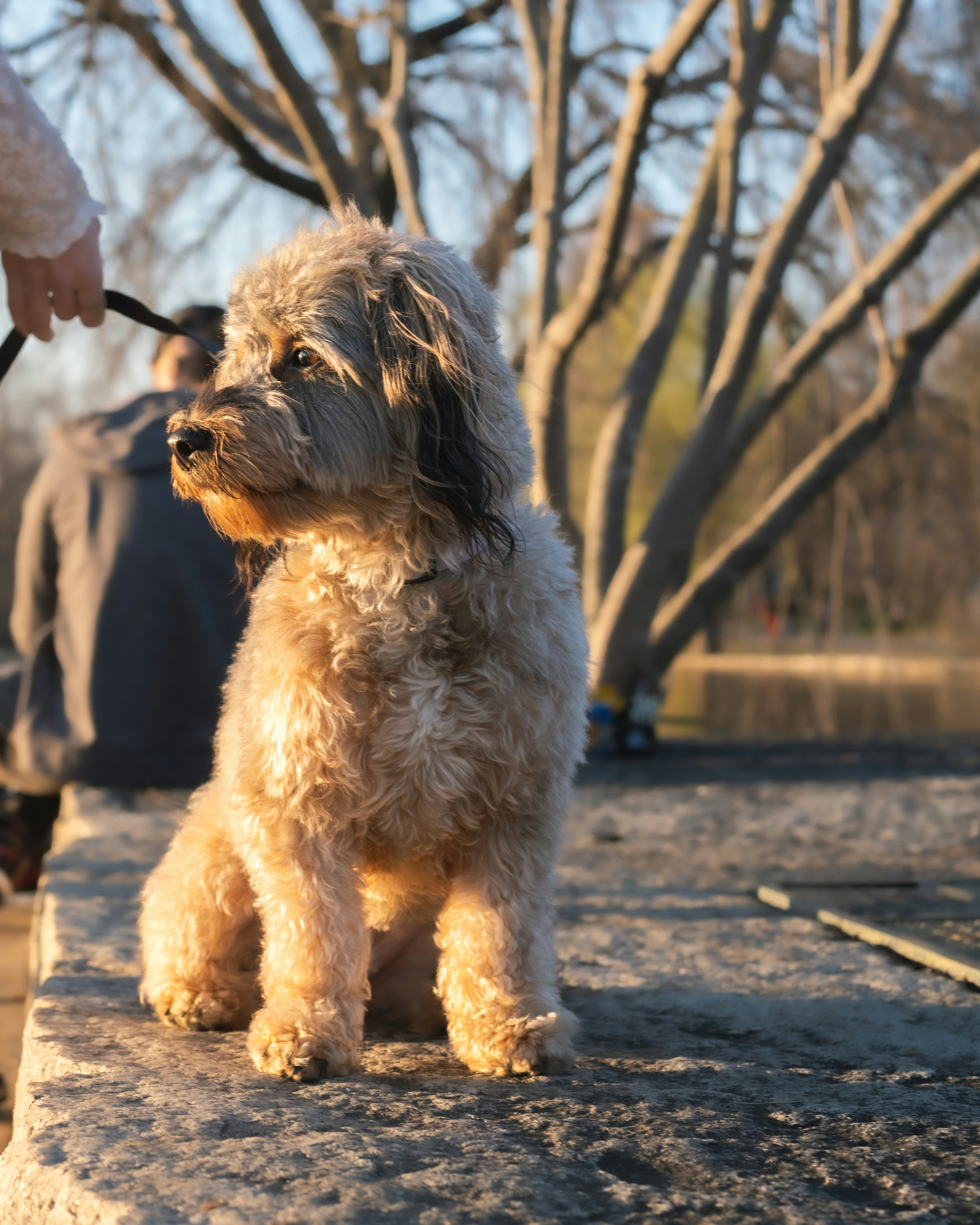 a small white dog sitting on top of a sidewalk