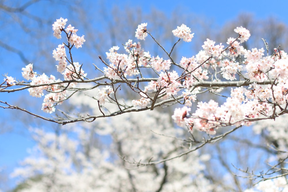 un primo piano di un albero con fiori bianchi