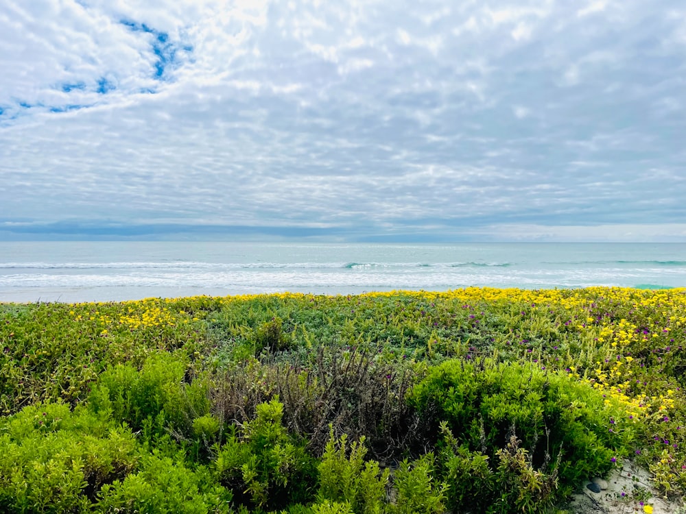 a view of the ocean from a grassy area