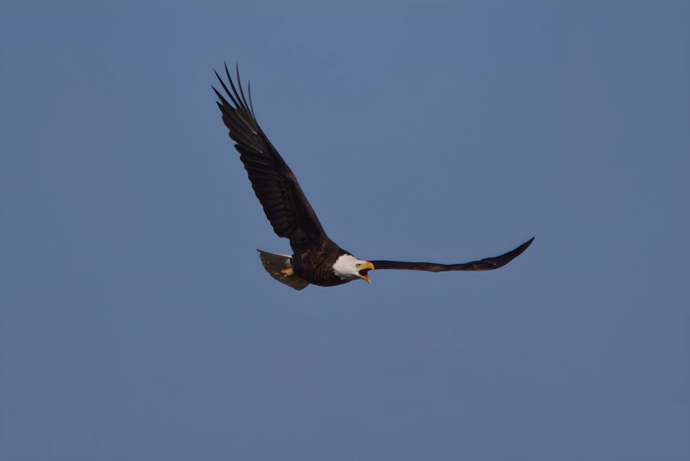 a bald eagle soaring through a blue sky