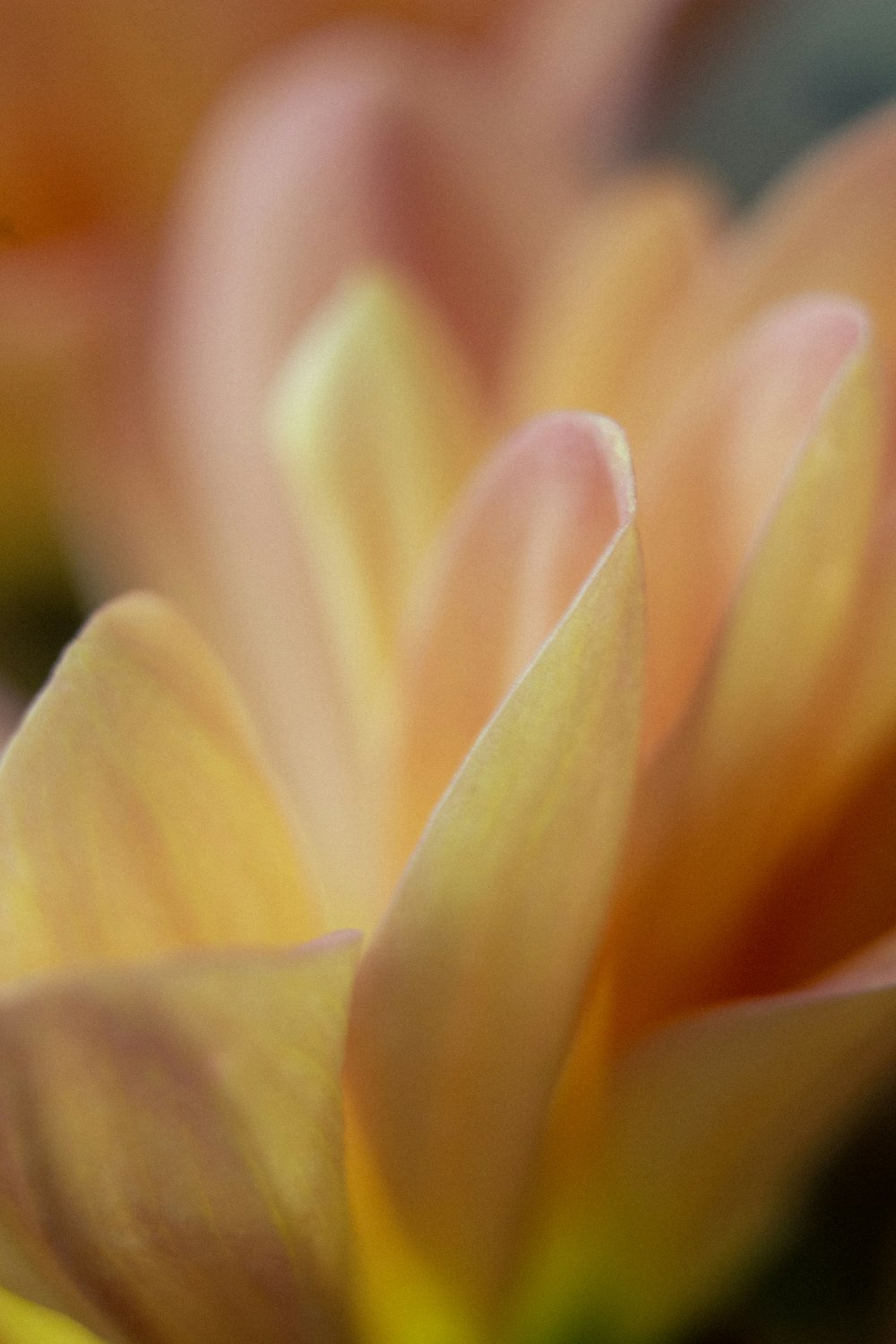 a close up view of a yellow flower