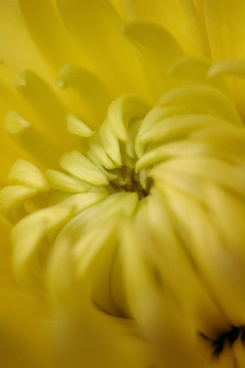 a close up view of a yellow flower