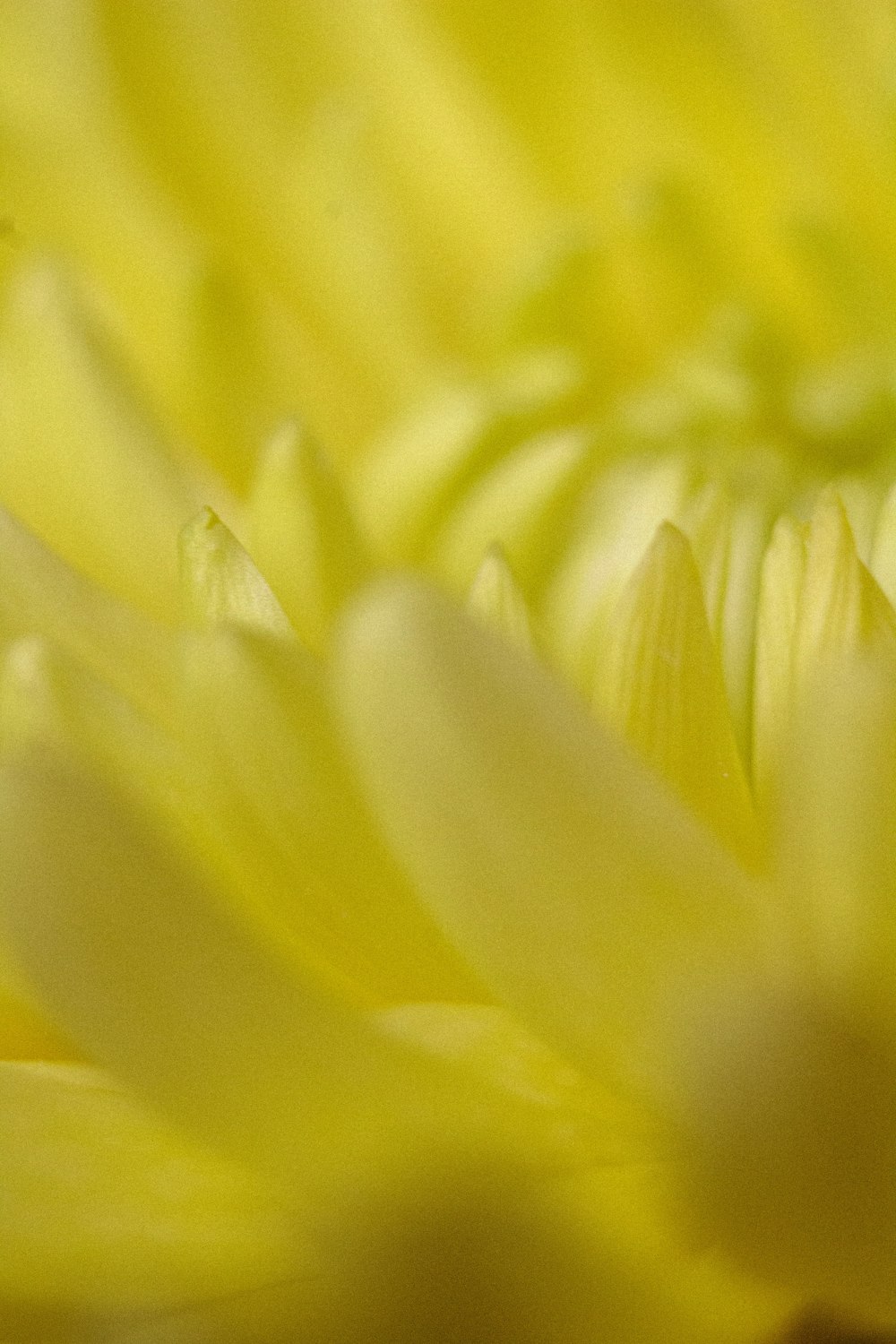 una vista de cerca de una flor amarilla