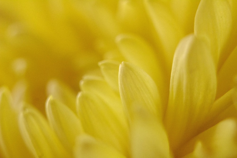 a close up view of a yellow flower