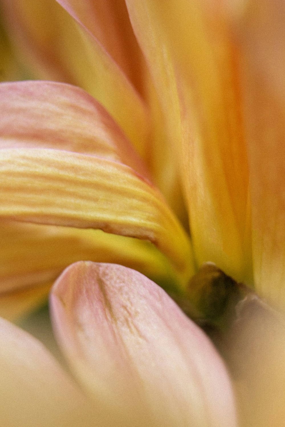 a close up view of a pink flower