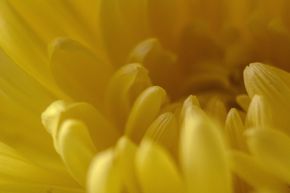 a close up view of a yellow flower