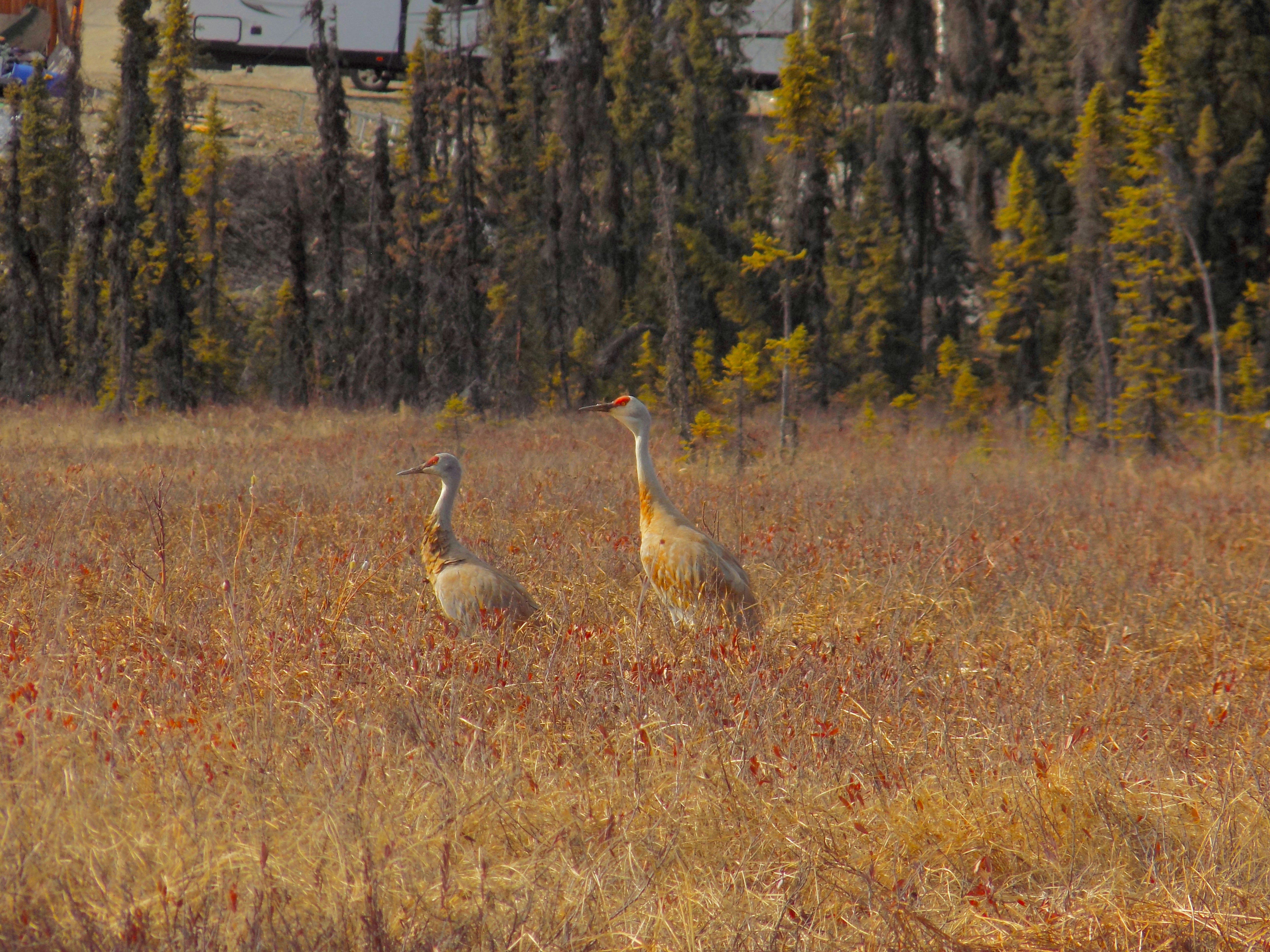 two birds standing in a field of tall grass