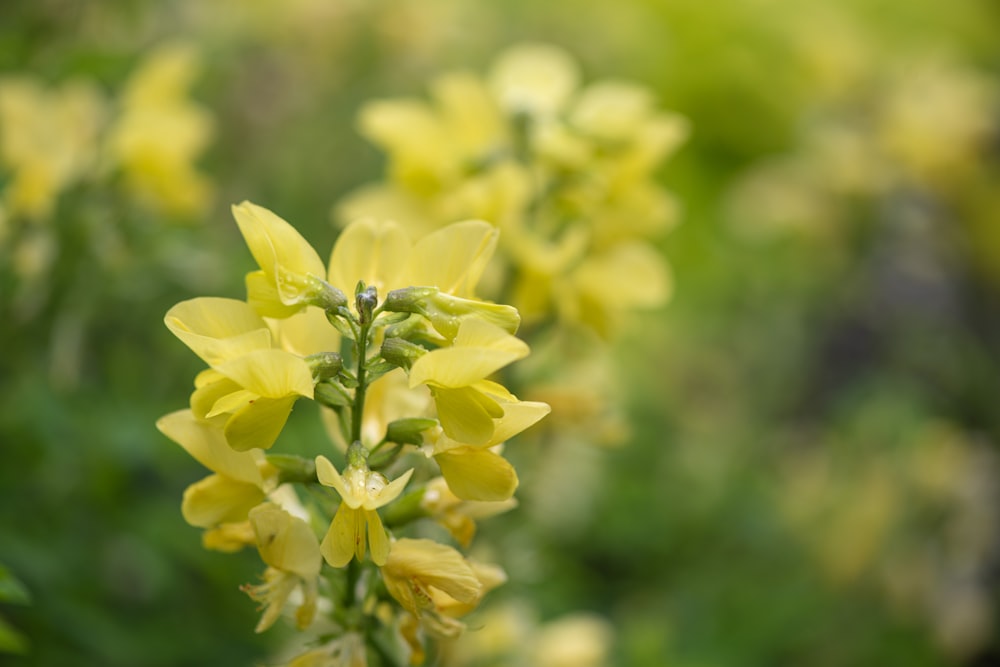 a close up of yellow flowers in a field