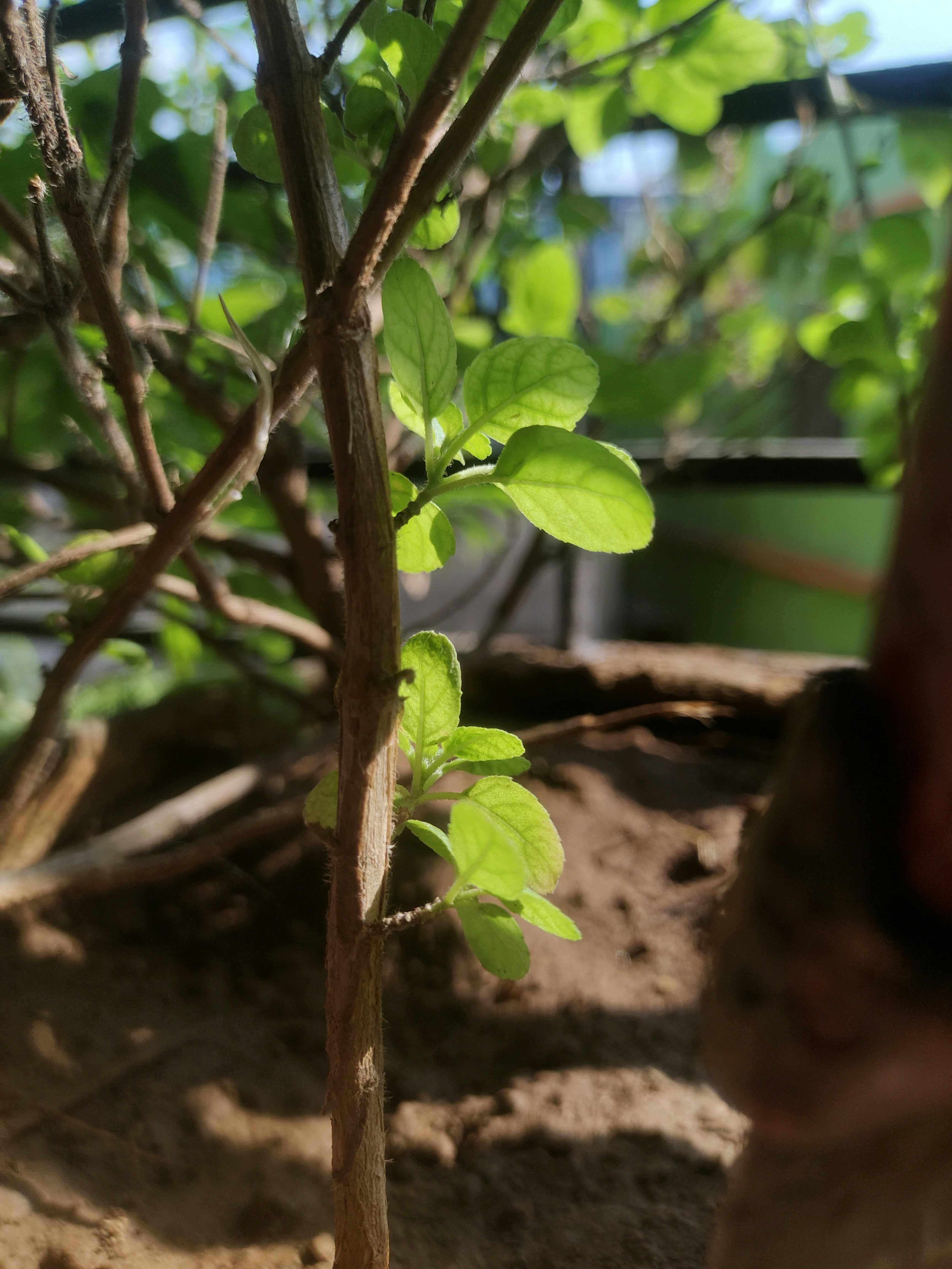 a small tree with green leaves in a garden