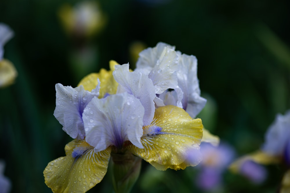 Eine Nahaufnahme einer gelben und violetten Blume
