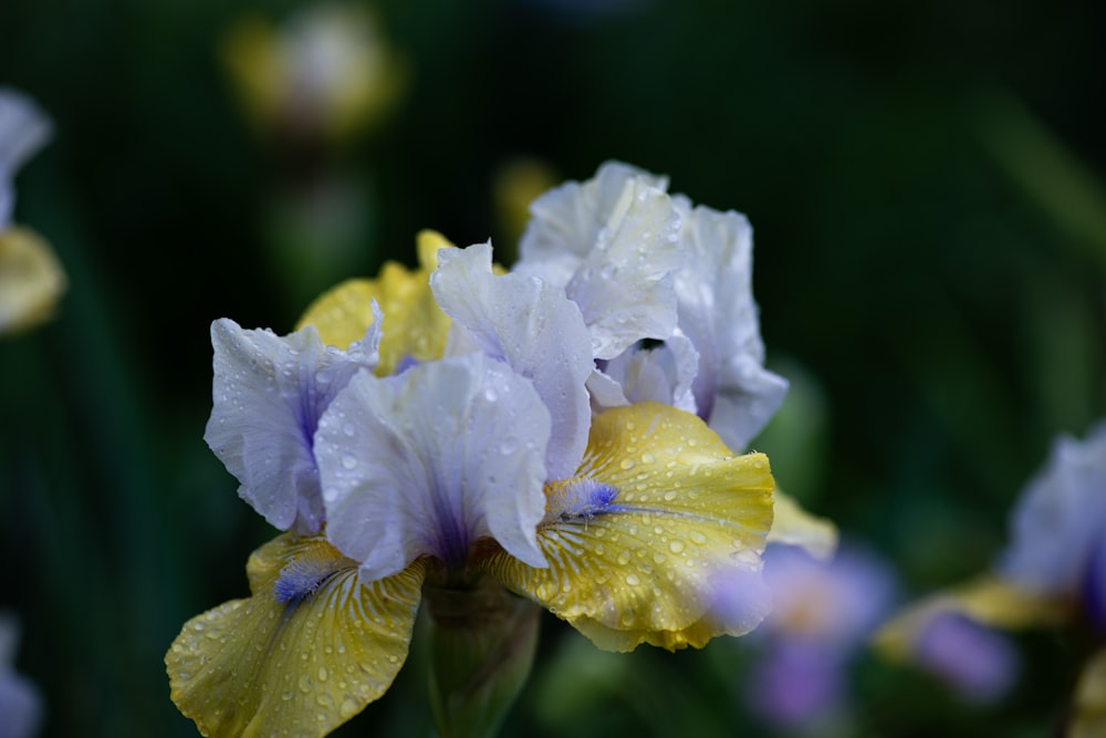 a close up of a yellow and purple flower