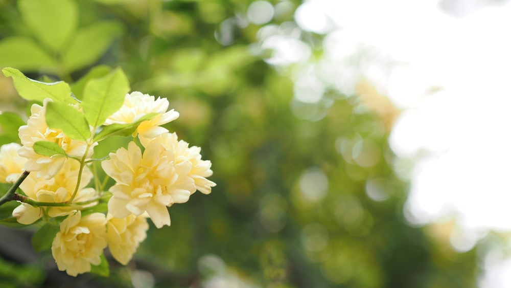 un ramo de flores amarillas colgando de un árbol