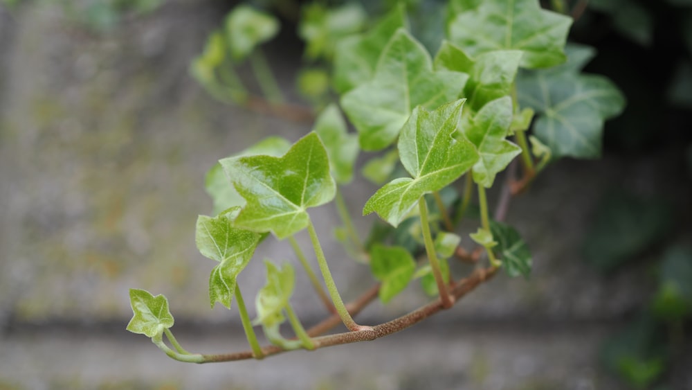 a close up of a plant with green leaves