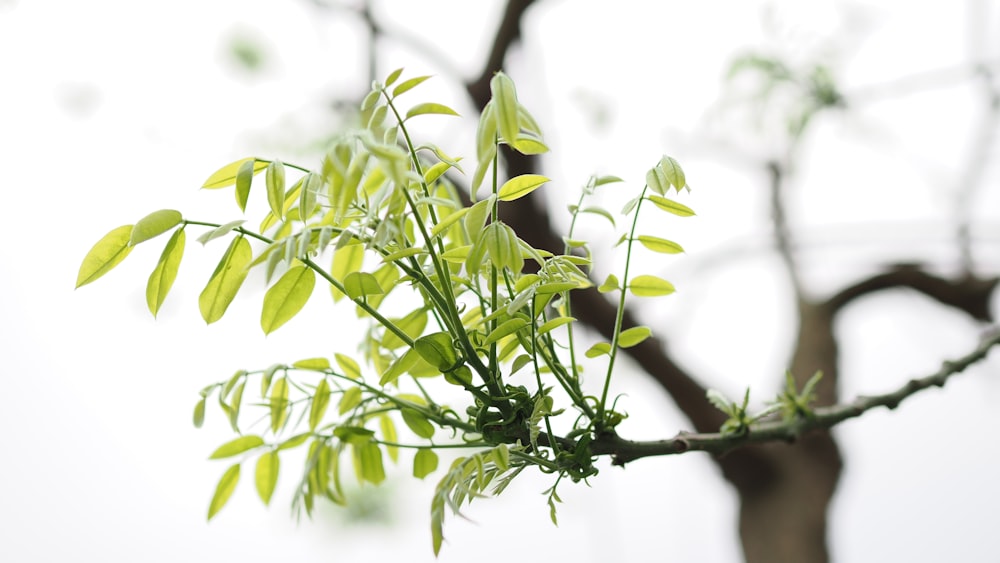 a close up of a tree with green leaves