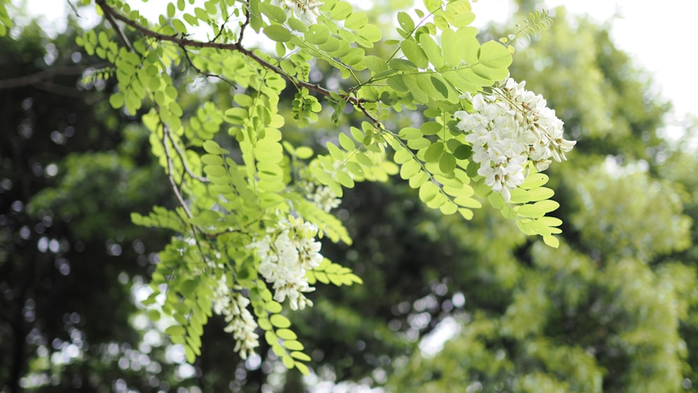 a branch of a tree with white flowers and green leaves