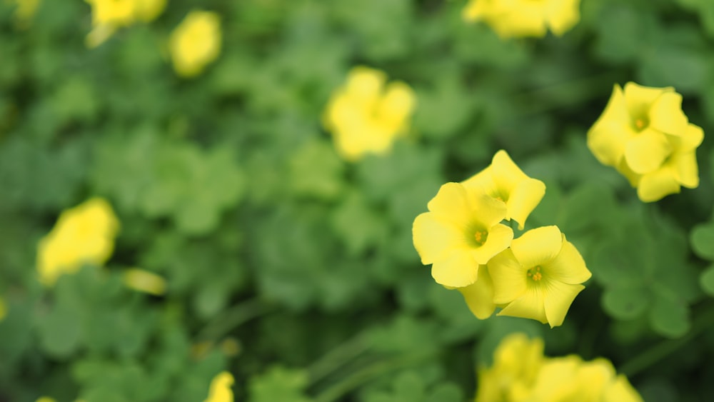 un campo de flores amarillas con hojas verdes