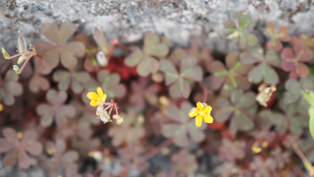 a close up of a plant with yellow flowers