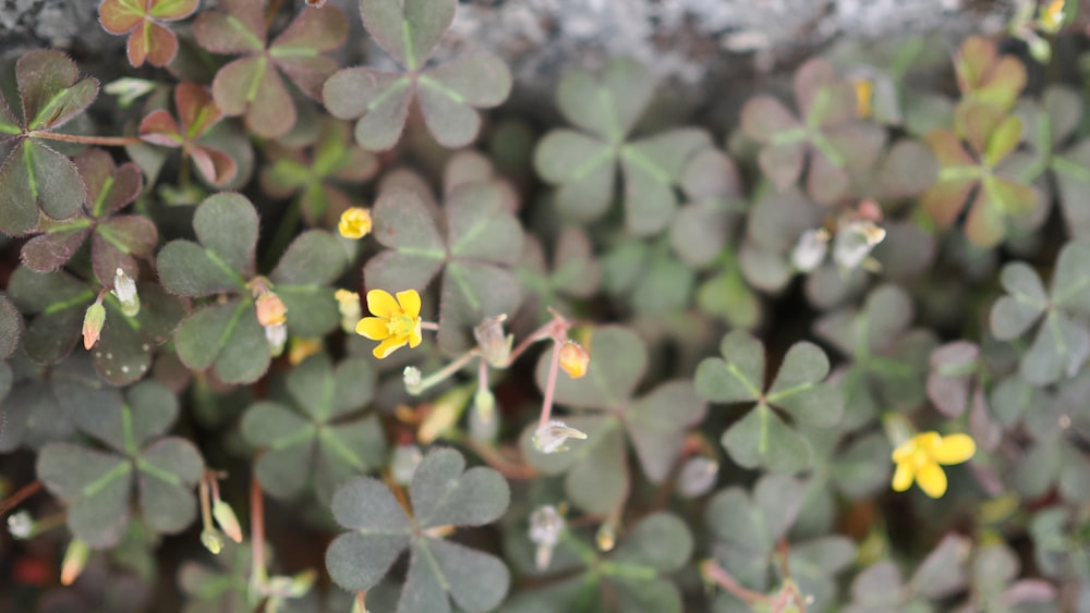 a close up of a plant with yellow flowers