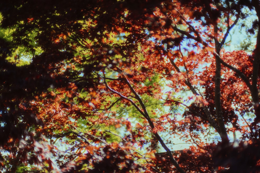 a picture of a tree with red leaves