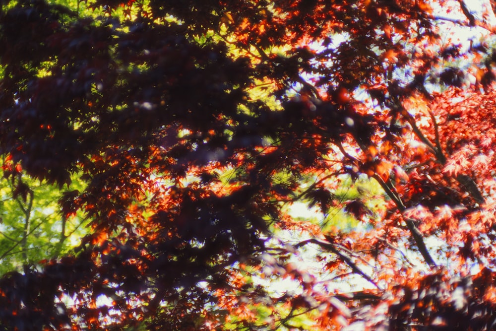 a picture of a tree with red leaves