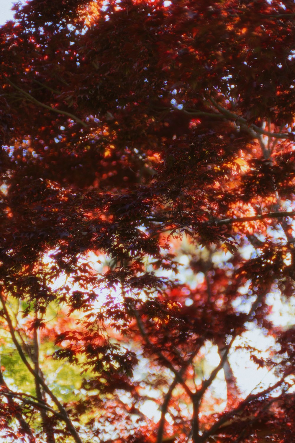 a tree with red leaves in the sunlight