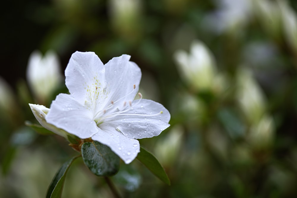 a white flower with water droplets on it