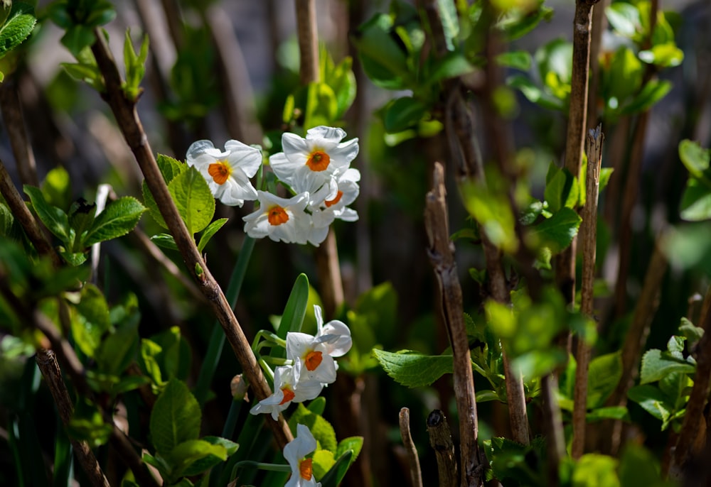 a group of white flowers with green leaves