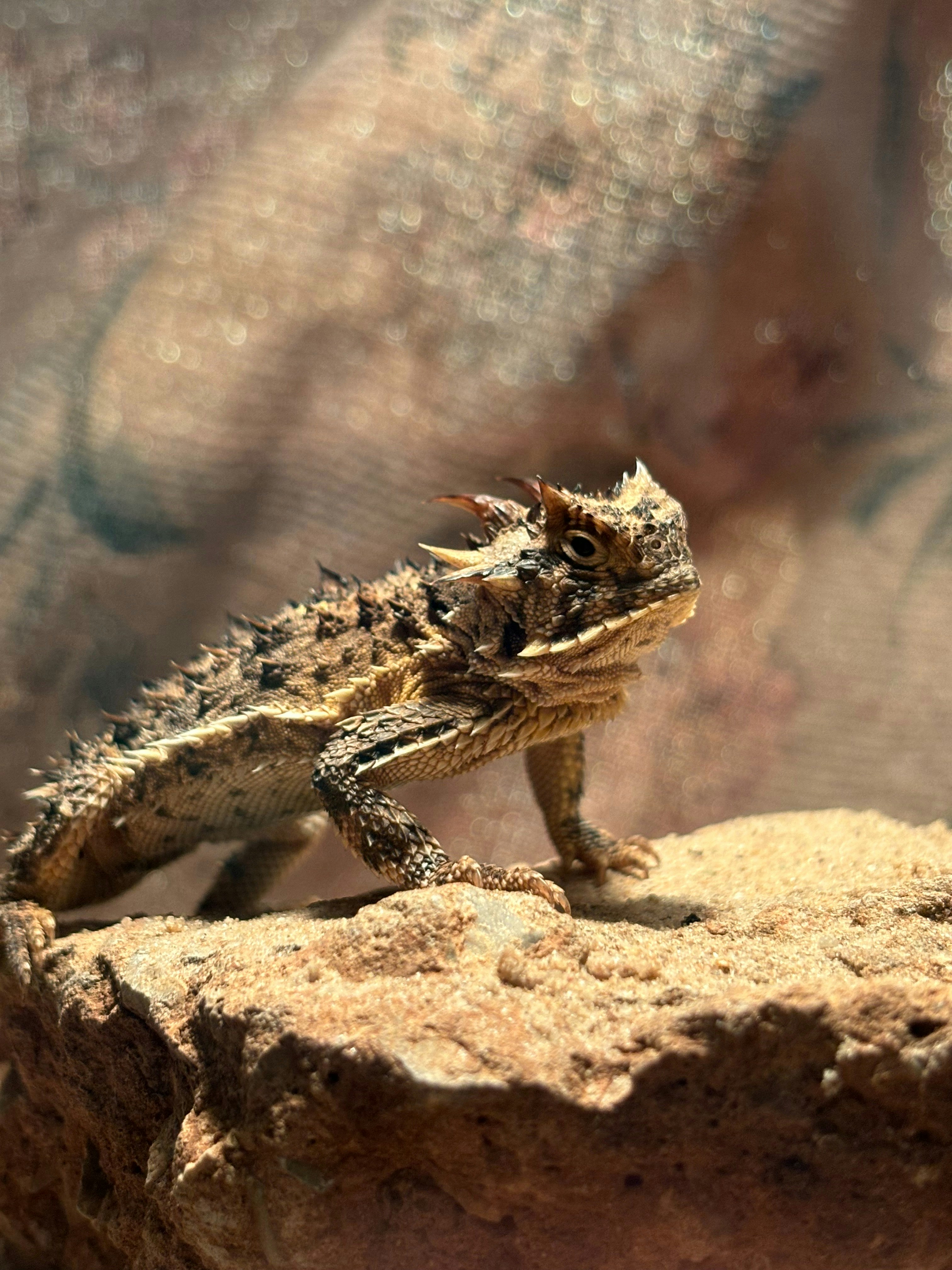 a lizard sitting on top of a rock
