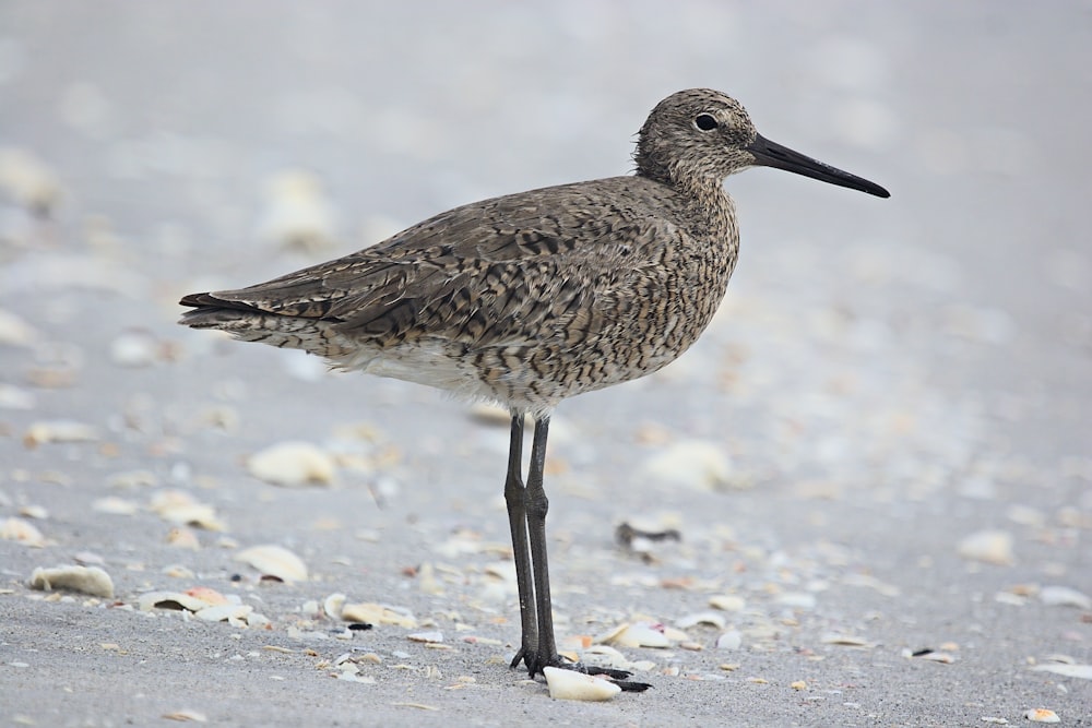 a small bird standing on a beach next to shells