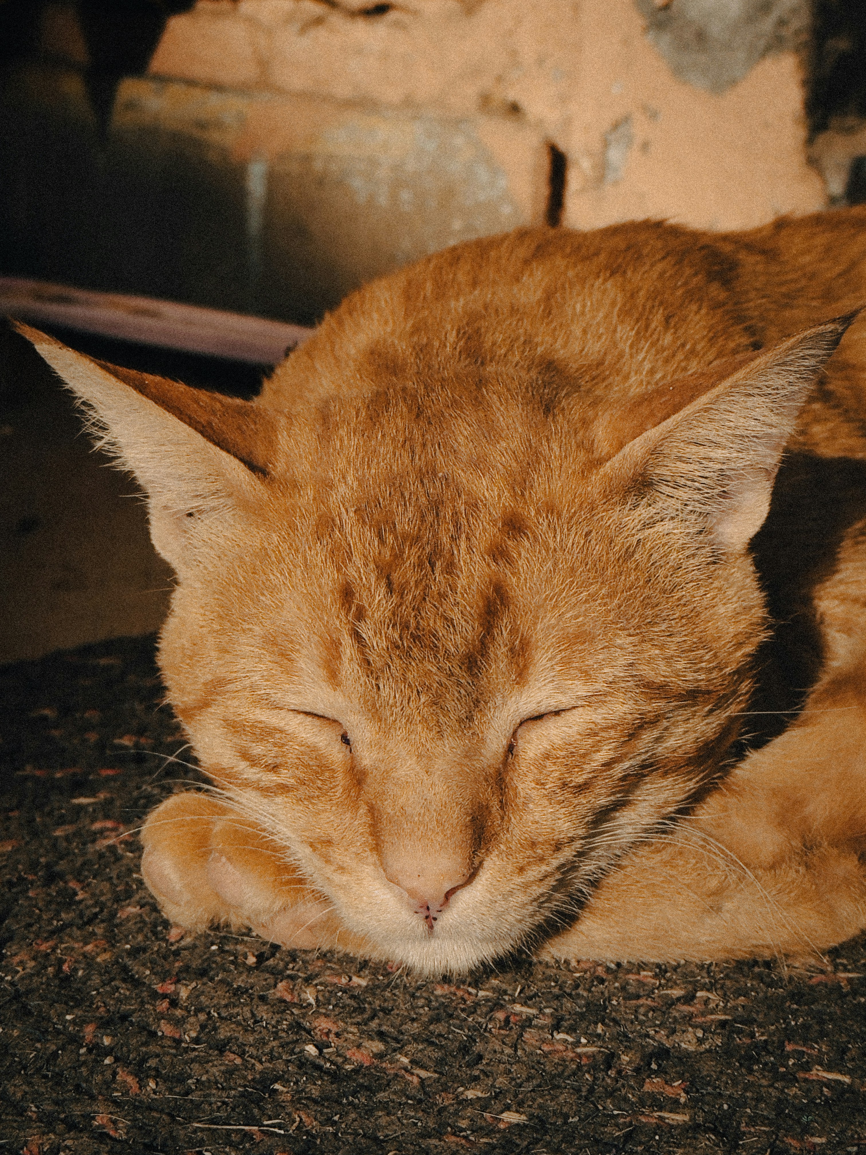 Photo by aryannrawat