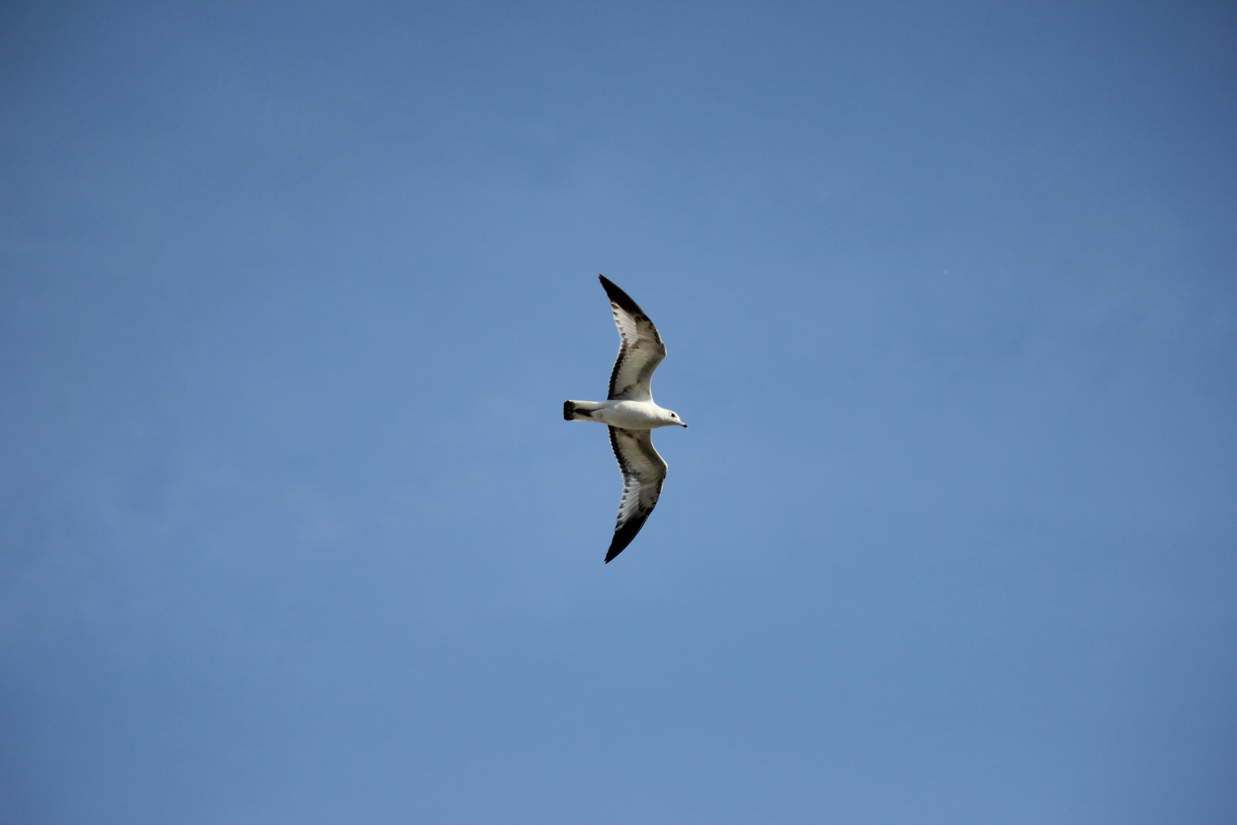 Photo by frolicsomefairy