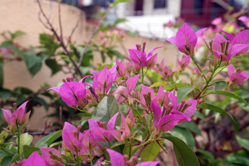 a bush of purple flowers in front of a building