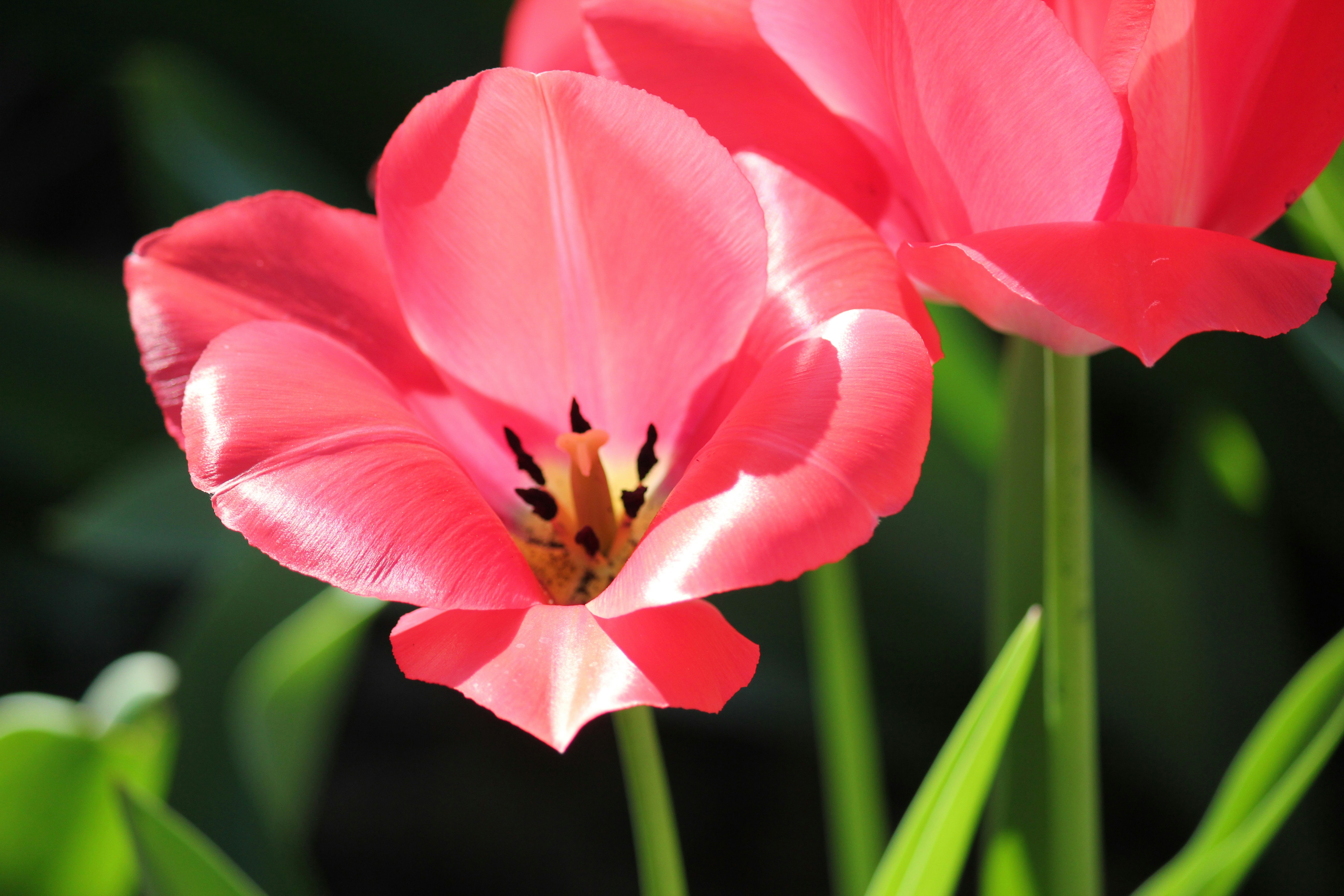 Photo by frolicsomefairy