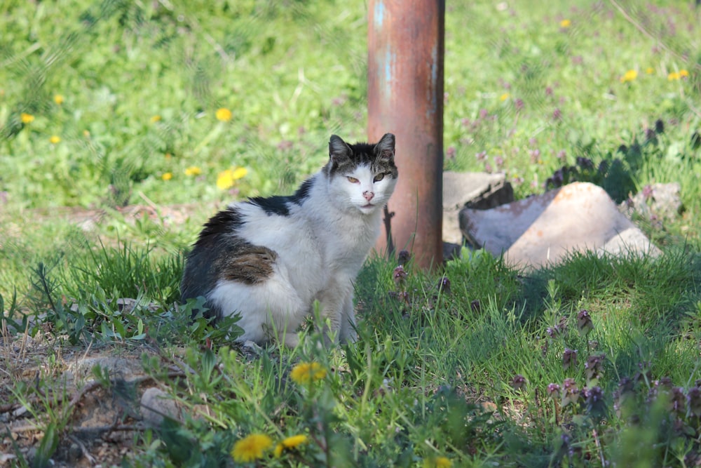 a cat sitting in the grass next to a pole