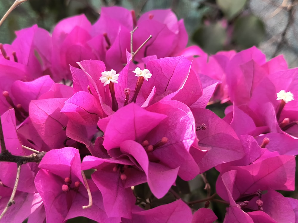 a close up of a bunch of purple flowers