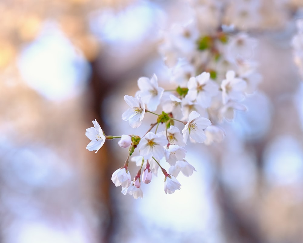 a branch of a tree with white flowers