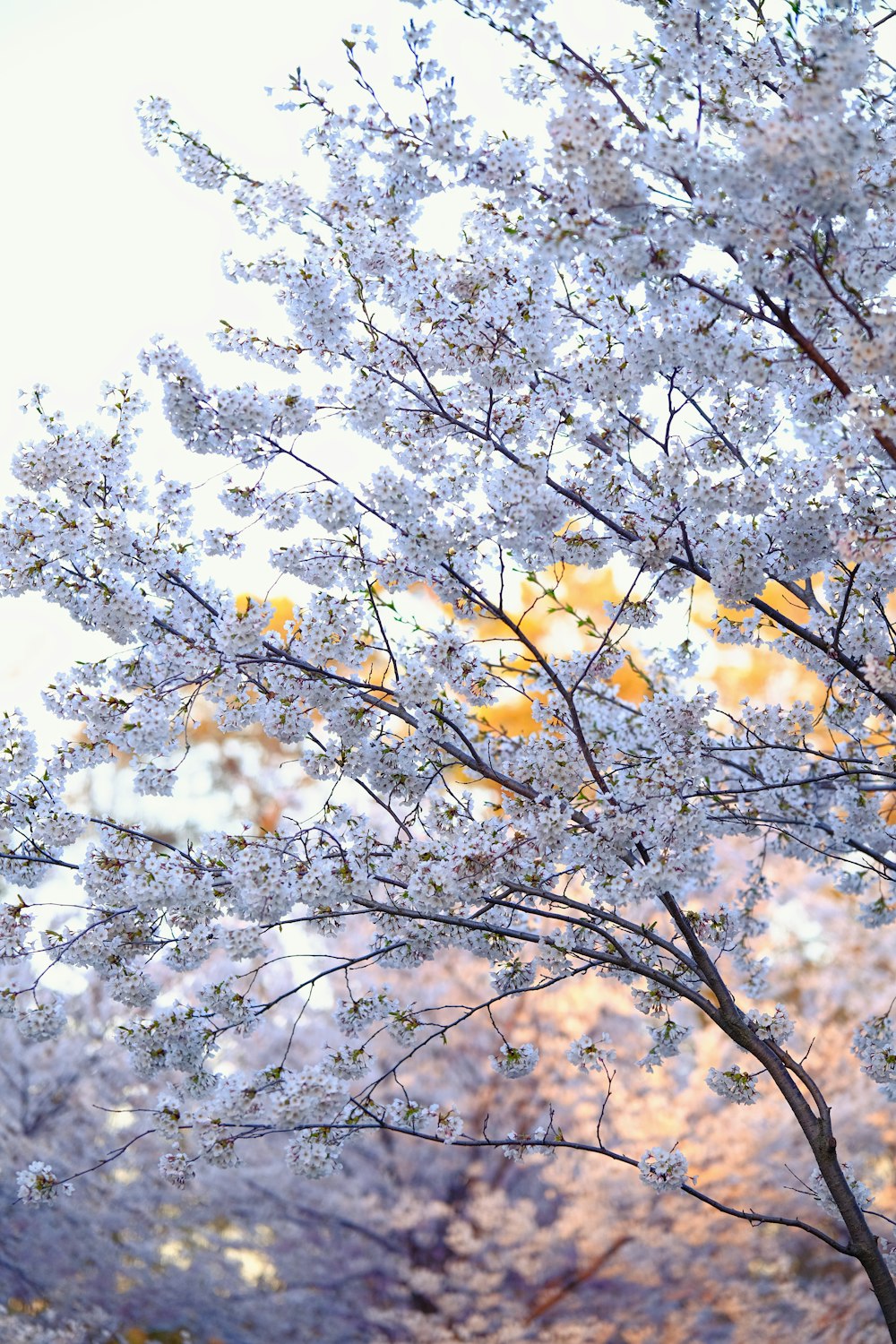 a tree with white flowers and yellow leaves