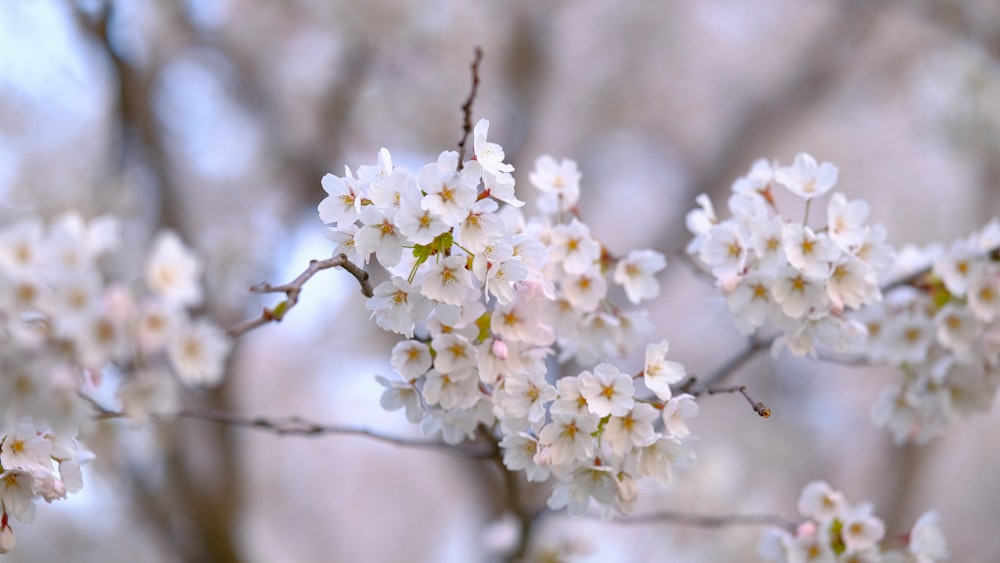 a close up of a tree with white flowers