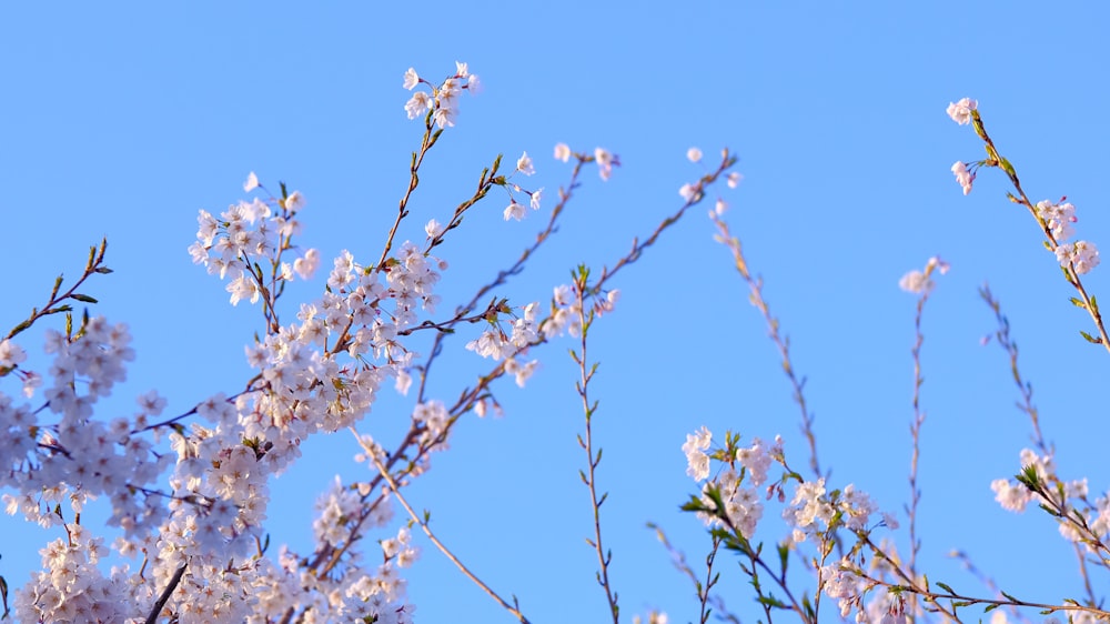 a bunch of flowers that are on a tree