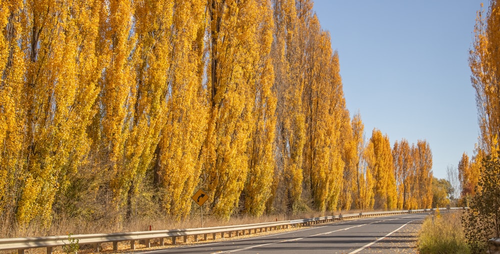 a road lined with trees with yellow leaves