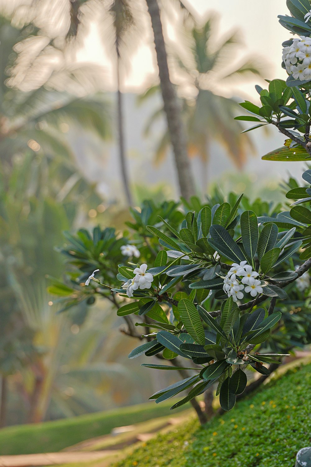 a small tree with white flowers on it