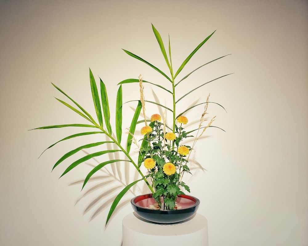 a potted plant sitting on top of a white table