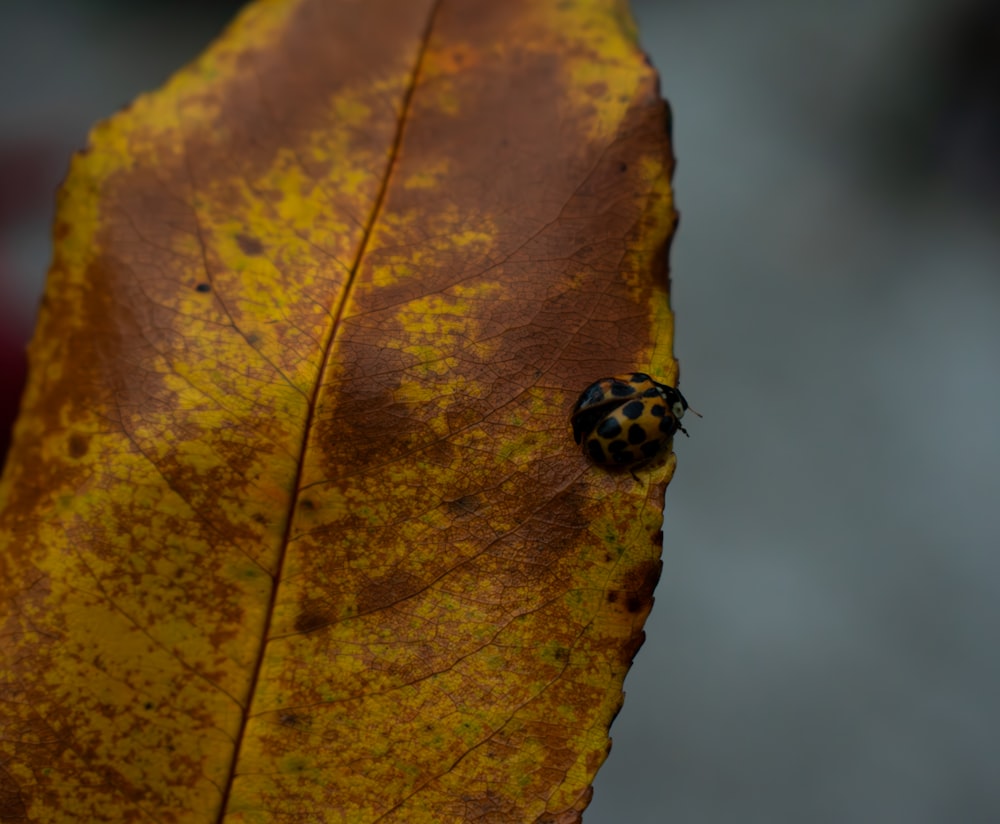 a lady bug is sitting on a leaf