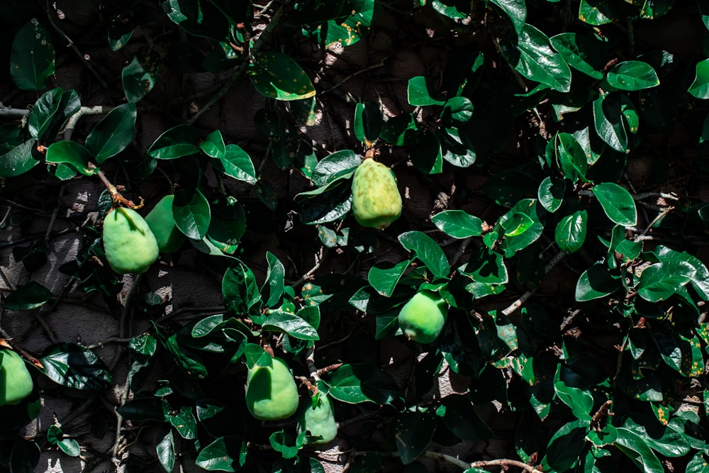 a group of green pears growing on a tree