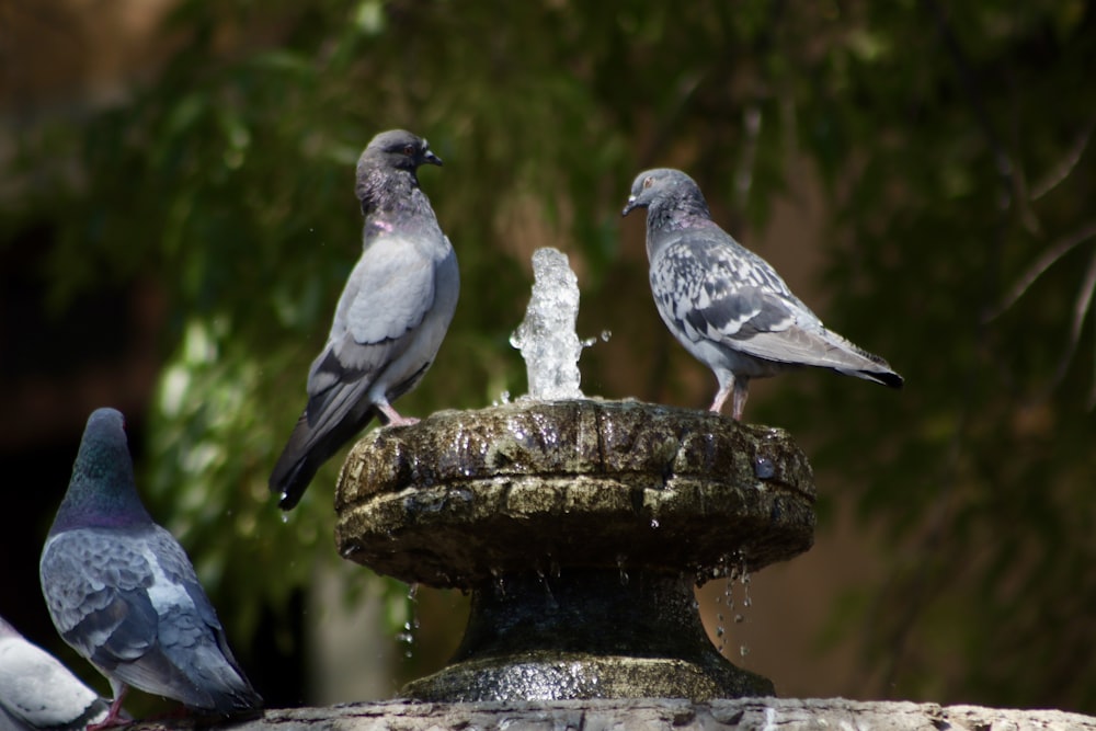 a group of birds sitting on top of a fountain