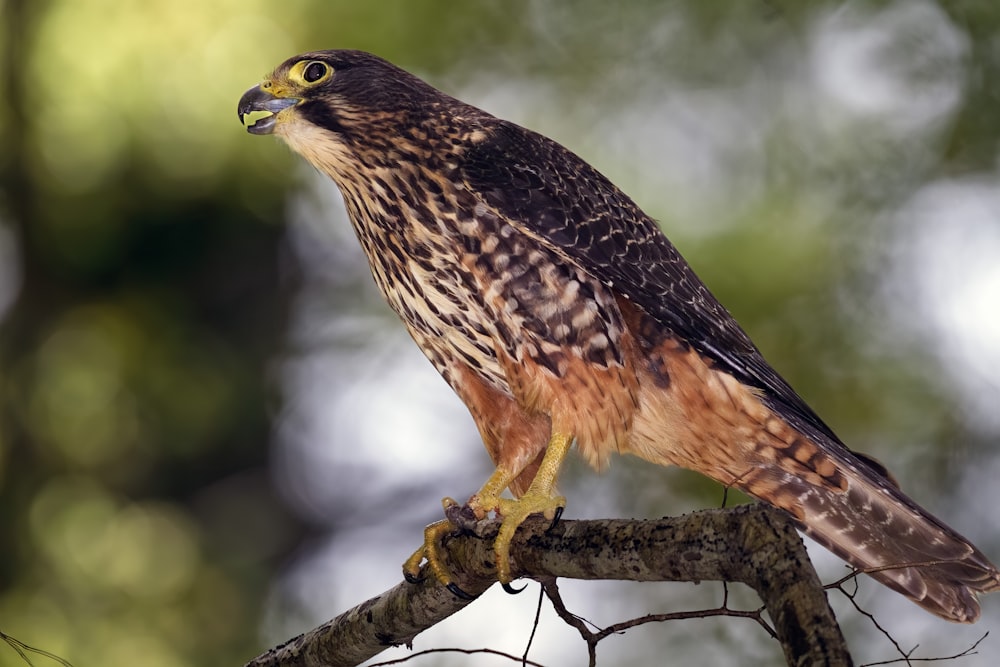 a hawk is perched on a tree branch