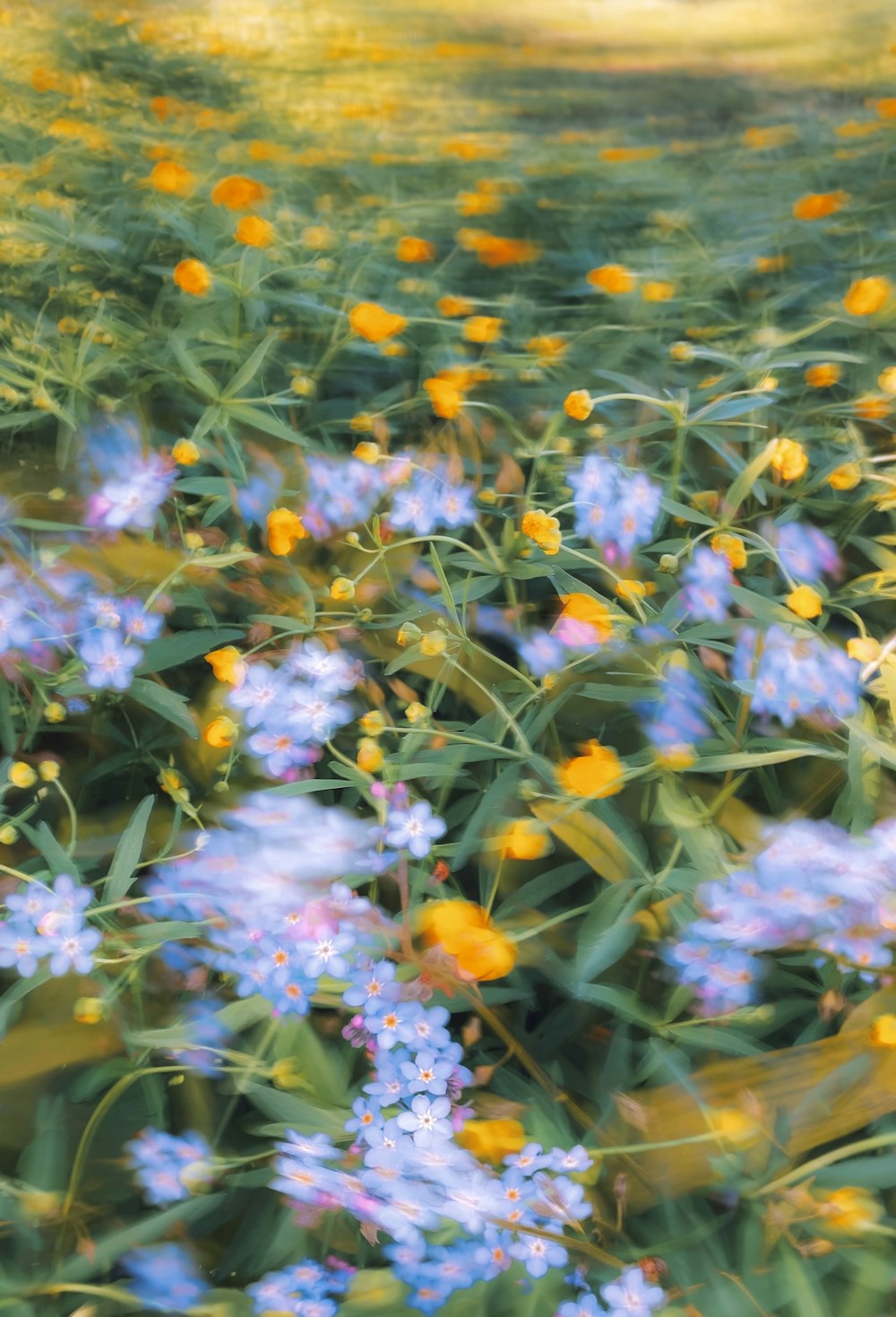 a bunch of flowers that are in the grass