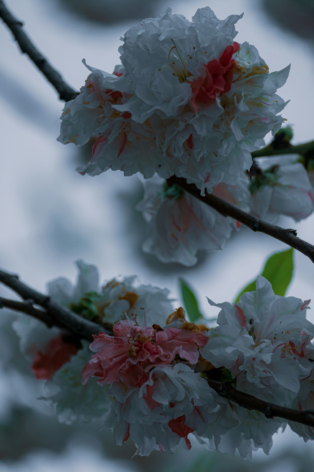 a bunch of white and pink flowers on a tree