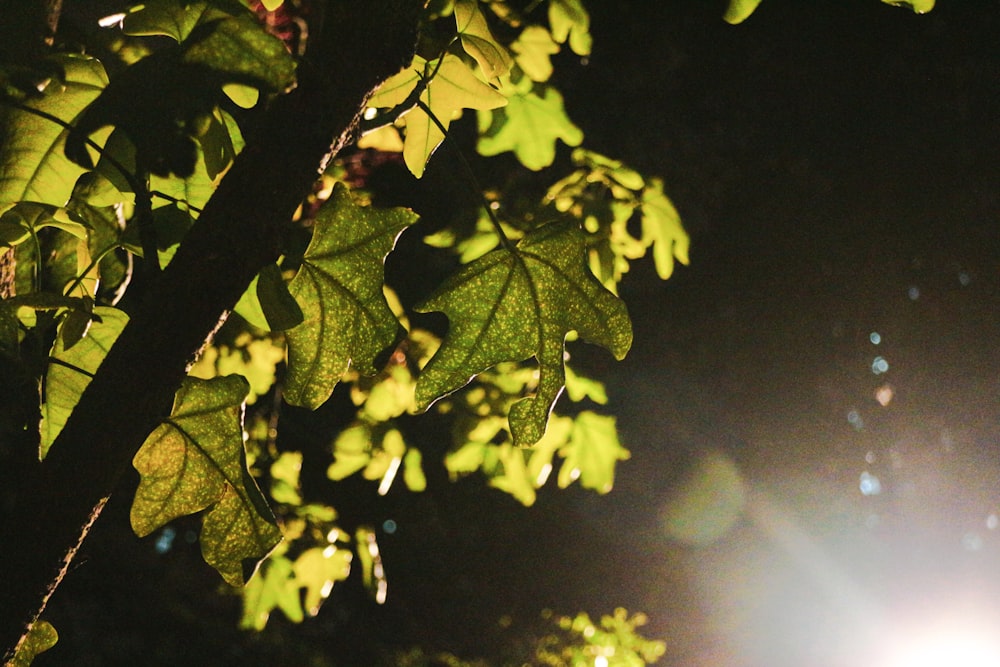 the sun shines through the leaves of a tree