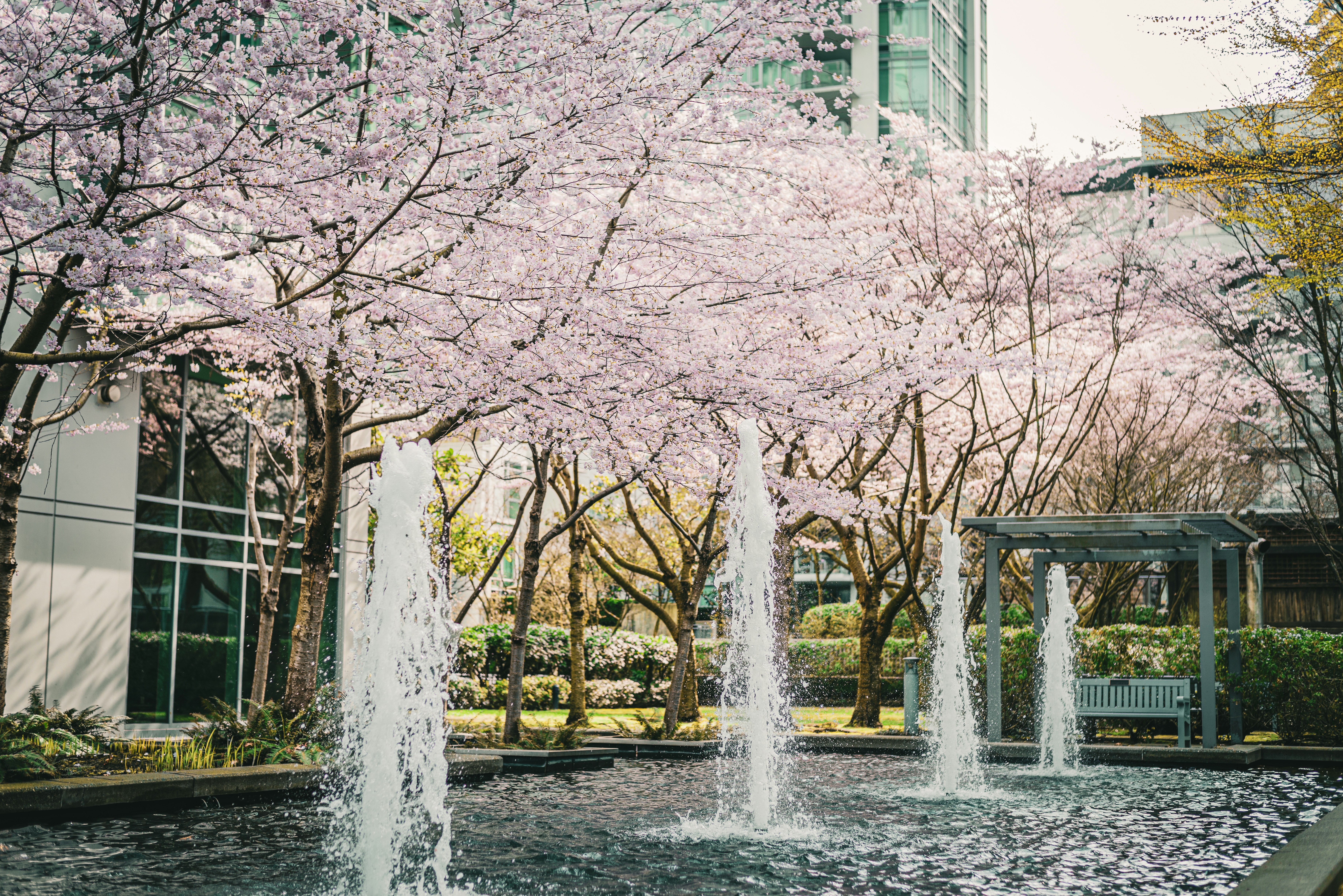 Water fountain surrounded by cherry blossoms in Vancouver.